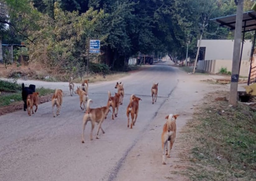 “ನಾಯಿ ಹಾವಳಿಗೆ ವಯೋ ವೃದ್ಧರು ರಸ್ತೆಗಳಲ್ಲಿ ಓಡಾಡುವಾಗ ಜೀವ ಕೈಯಲ್ಲಿ ಹಿಡಿದು ಓಡಾಡುವಂತಹ ಸ್ಥಿತಿ ನಿರ್ಮಾಣ”