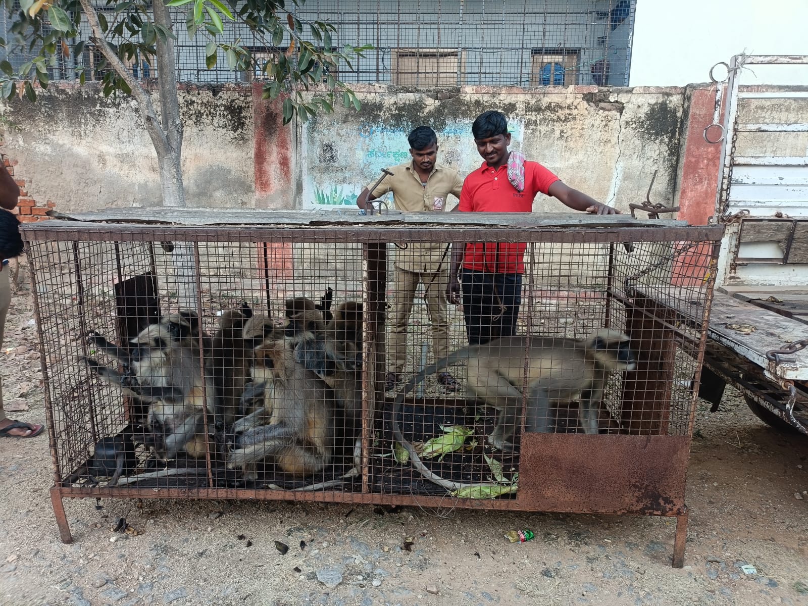 ಸಾರ್ವಜನಿಕರ ಮನವಿ, ಕೋತಿಗಳ ಹಾವಳಿಗೆ ಸ್ಪಂದಿಸಿದ ಪಟ್ಟಣ ಪಂಚಾಯತಿ ಅಧಿಕಾರಿಗಳು